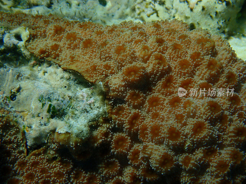 刺猬珊瑚(Echinopora lamellosa)，红海海底近景